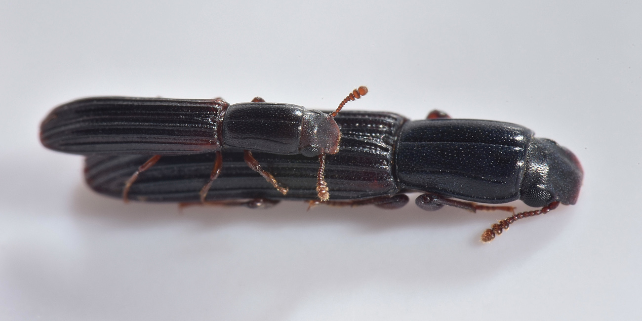 Zopheridae: Colydium elongatum, femmina e maschio